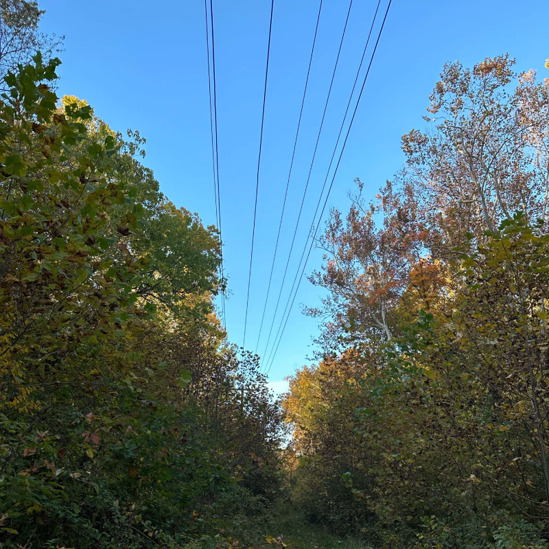 Power Line Clearance Services (1)