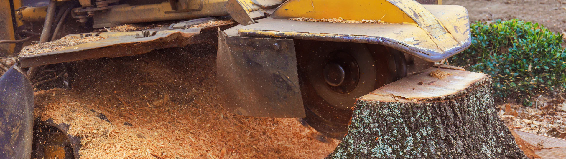 Stump Removal & Site Cleanup breadcrumb