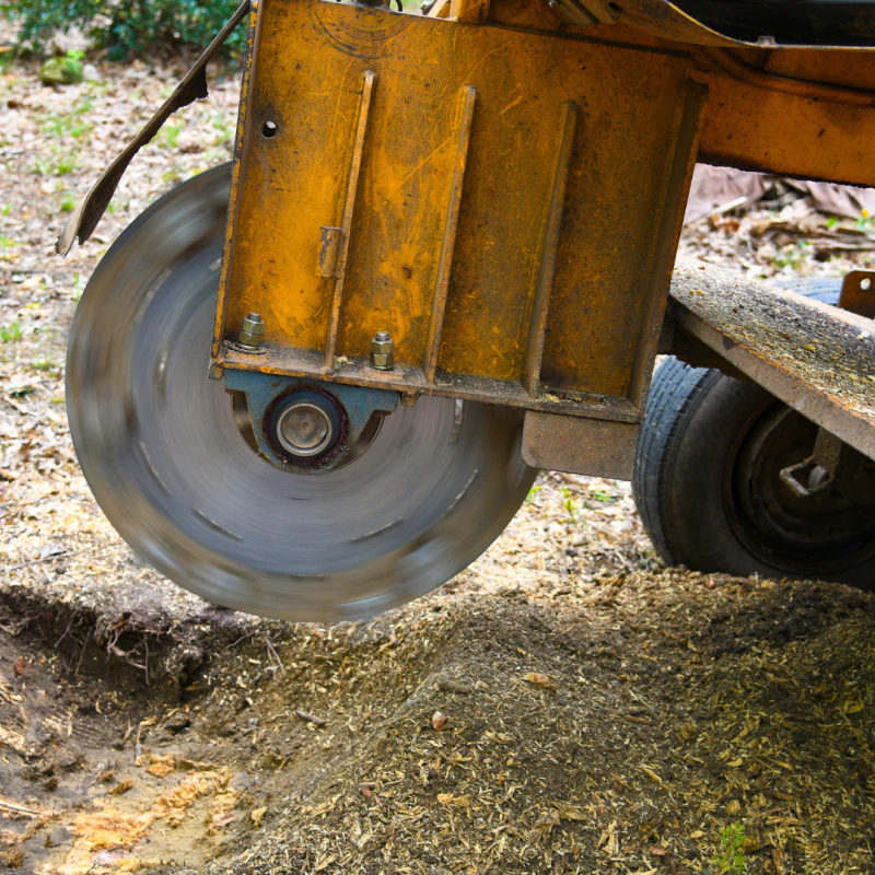 Stump Removal & Site Cleanup