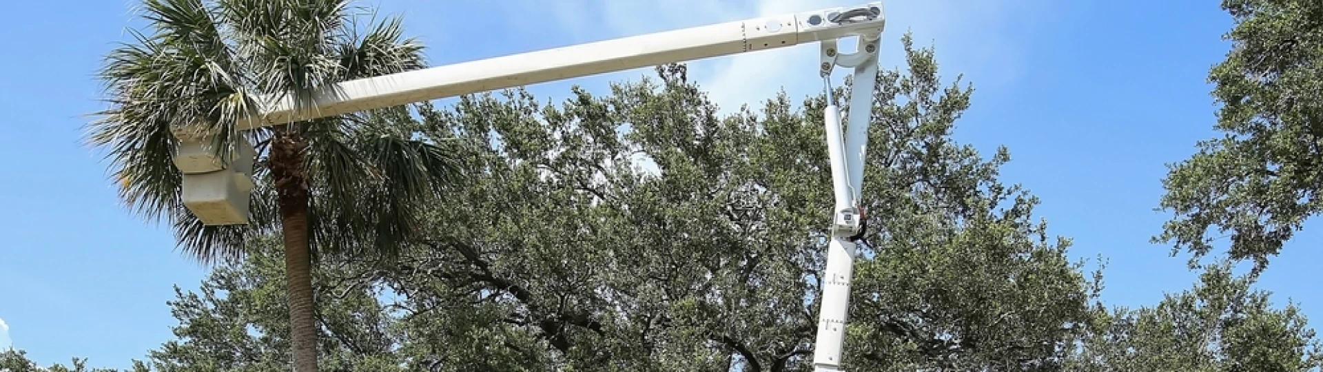 Utility Tree Trimming & Removal breadcrumb