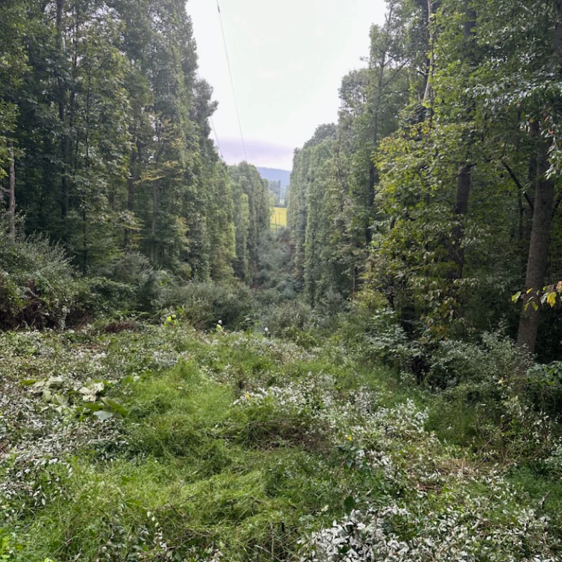 Vegetation Management (1)