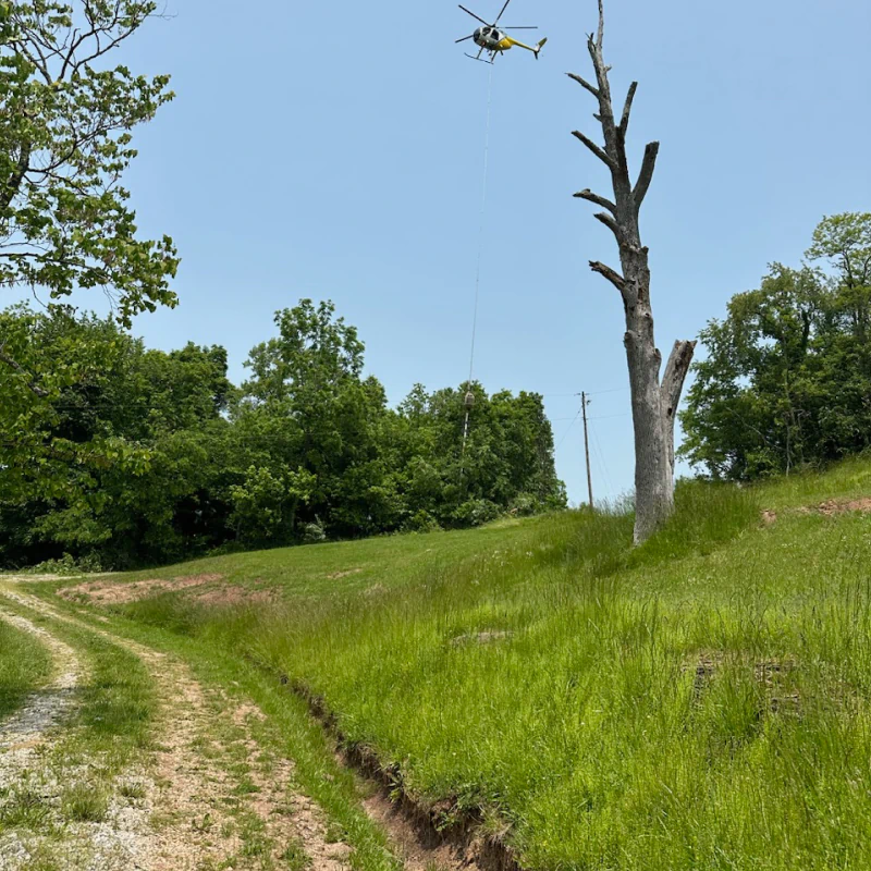 Vegetation Management